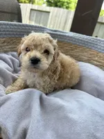 Polo, a male Poodle - Toy  for sale in Houston, TX – 5 of 6