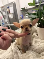 AKC Micro Pocket Pup , a female Chihuahua for sale in Houston, TX – 4 of 10