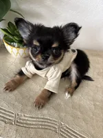 AKC Applehead, a male Chihuahua for sale in Houston, TX – 3 of 10