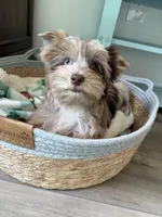 Calista , a female Yorkshire Terrier for sale in Houston, TX – 5 of 9