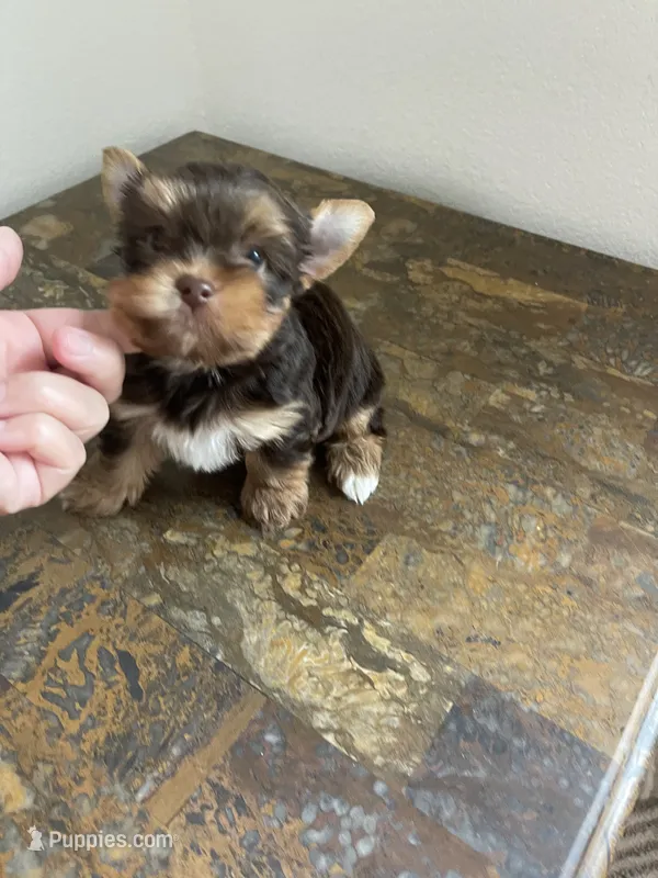 CKC Truffles – Yorkshire Terrier puppy for sale in Houston, TX