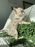 AKC Apple Head , a female Chihuahua for sale in Houston, TX – 2 of 10
