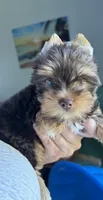 AKC Chocolate , a male Yorkshire Terrier for sale in Houston, TX – 3 of 9
