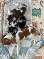 Bridge , a male Cavapoo for sale in Houston, TX – 8 of 10