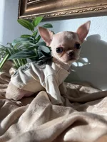 Full AKC Micro Apple head, a female Chihuahua for sale in Houston, TX – 6 of 10