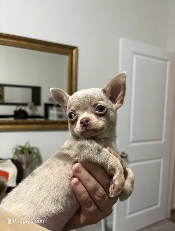 AKC Merle, a male Chihuahua for sale in Houston, TX – 1 of 9