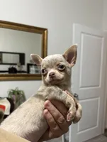 AKC Merle, a male Chihuahua for sale in Houston, TX – 1 of 9