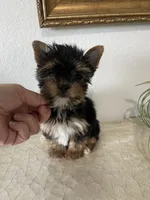 AKC Dollface, a male Yorkshire Terrier for sale in Houston, TX – 7 of 10