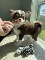 AKC Windsor , a male Chihuahua for sale in Houston, TX – 2 of 10