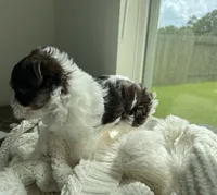 AKC Whimsy , a female Yorkshire Terrier for sale in Houston, TX – 8 of 10