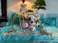 XS Olivia , a female Chihuahua for sale in Houston, TX – 1 of 10