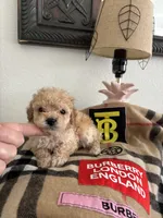 Polo, a male Poodle - Toy  for sale in Houston, TX – 6 of 6