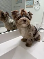 Calista , a female Yorkshire Terrier for sale in Houston, TX – 1 of 9