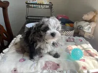Churro , a male Chihuahua and Poodle - Toy  for sale in Houston, TX – 4 of 10