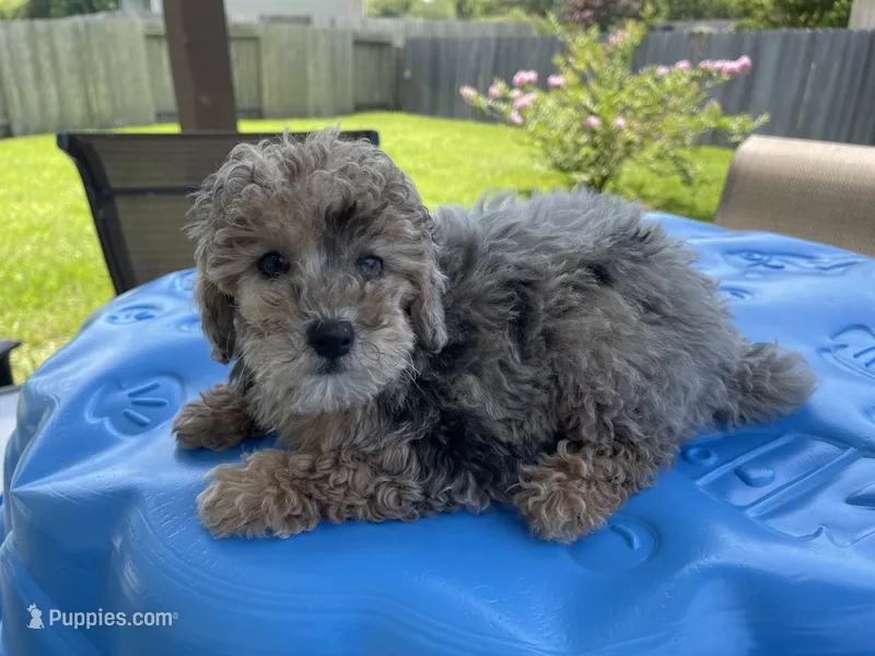 Chase  – Poodle - Toy  puppy for sale in Houston, TX
