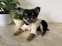 AKC Applehead, a male Chihuahua for sale in Houston, TX – 7 of 10