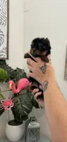  Tcup Everleigh  , a female Yorkshire Terrier for sale in Houston, TX – 8 of 10