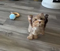Donut , a male Yorkshire Terrier for sale in Houston, TX – 2 of 4