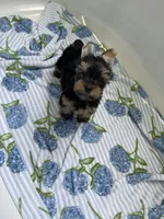 AKC Marcelo , a male Yorkshire Terrier for sale in Houston, TX – 9 of 10