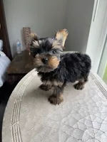 AKC Marcelo , a male Yorkshire Terrier for sale in Houston, TX – 2 of 10