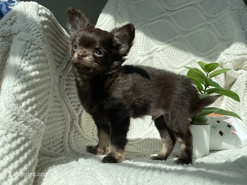 AKC Pecan  – Chihuahua puppy for sale in Houston, TX