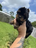  Tcup Everleigh  , a female Yorkshire Terrier for sale in Houston, TX – 10 of 10
