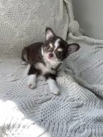 AKC Windsor , a male Chihuahua for sale in Houston, TX – 10 of 10