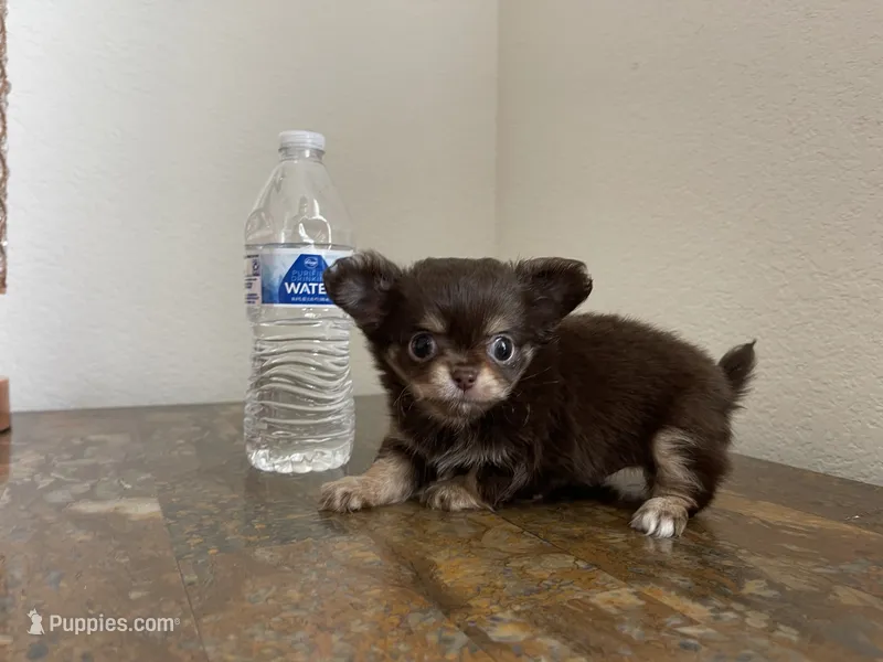 AKC Bliss – Chihuahua puppy for sale in Houston, TX