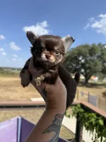 AKC Bliss, a male Chihuahua for sale in Houston, TX – 4 of 10