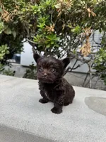 Tcup Chocolate Twix, a male Yorkshire Terrier for sale in Houston, TX – 2 of 6