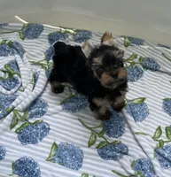 AKC Marcelo , a male Yorkshire Terrier for sale in Houston, TX – 7 of 10