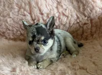 AKC Piano, a female Chihuahua for sale in Houston, TX – 5 of 5