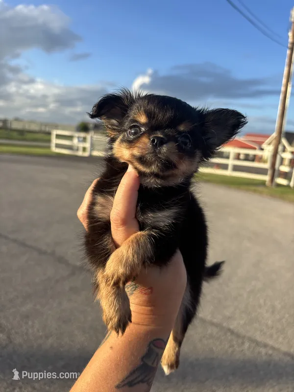 AKC Carter  – Chihuahua puppy for sale in Houston, TX