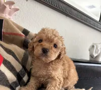 Hanna , a female Poodle - Toy  for sale in Houston, TX – 9 of 10