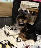 Prince , a male Yorkshire Terrier for sale in Houston, TX – 3 of 3