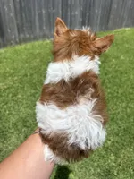 AKC , a male Yorkshire Terrier for sale in Houston, TX – 3 of 9