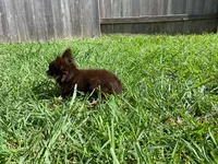 AKC Apple Head, a male Chihuahua for sale in Houston, TX – 8 of 8