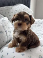 AKC Hersey, a male Yorkshire Terrier for sale in Houston, TX – Photo 2 of 4