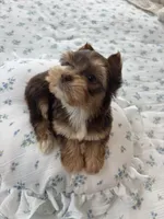 AKC Green Eyes , a male Yorkshire Terrier for sale in Houston, TX – Photo 10 of 10