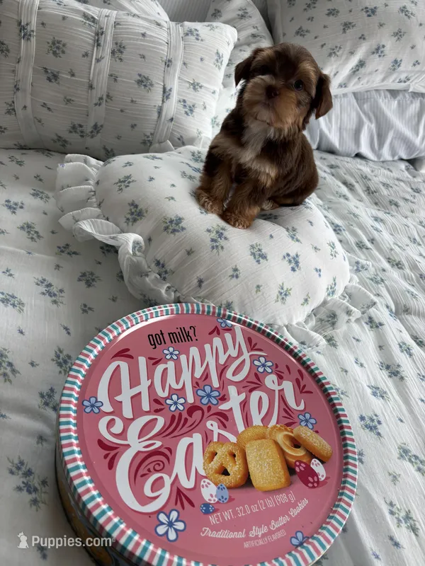 AKC Hersey – Yorkshire Terrier puppy for sale in Houston, TX