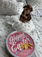 AKC Hersey, a male Yorkshire Terrier for sale in Houston, TX – Photo 1 of 4