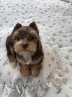 AKC Green Eyes , a male Yorkshire Terrier for sale in Houston, TX – Photo 8 of 10