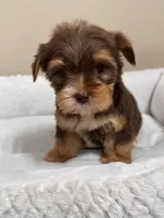 Hersey, a male Yorkshire Terrier for sale in Houston, TX – Photo 2 of 2