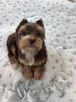 AKC Green Eyes , a male Yorkshire Terrier for sale in Houston, TX – Photo 4 of 10