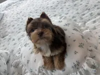 AKC Green Eyes , a male Yorkshire Terrier for sale in Houston, TX – Photo 5 of 10