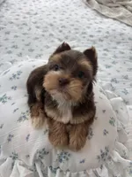 AKC Green Eyes , a male Yorkshire Terrier for sale in Houston, TX – Photo 9 of 10