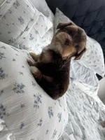 AKC Hersey, a male Yorkshire Terrier for sale in Houston, TX – Photo 4 of 4