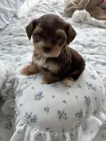 AKC Hersey, a male Yorkshire Terrier for sale in Houston, TX – Photo 3 of 4