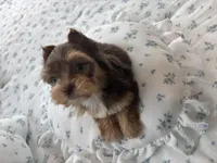 AKC Green Eyes , a male Yorkshire Terrier for sale in Houston, TX – Photo 7 of 10