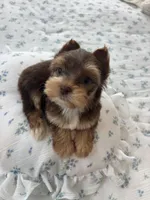 AKC Green Eyes , a male Yorkshire Terrier for sale in Houston, TX – Photo 6 of 10